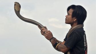 Pemimpin Padepokan Pecinta Oray Galak (POG) Rizki Disorder berlatih atraksi ular jenis King Cobra di Kadungora, Kabupaten Garut, Jawa Barat, Jumat (9/10/2020).   [ANTARA FOTO/Candra Yanuarsyah]