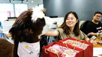 Jaga Kesehatan Mental Karyawan, Perusahaan China Rekrut Hewan Ini