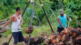 Pengepul Resah Kerap Diberitakan Miring, Eddy: Kita Beli TBS dari KUD Pokta