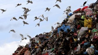 Kawanan burung kuntul putih (babulcus ibis) terbang di atas kawasan Tempat Pembuangan Akhir (TPA) terpadu di Blang Bintang, Aceh Besar, Aceh, Minggu (11/10/2020). [ANTARA FOTO/Irwansyah Putra]