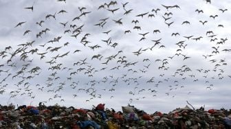 Kawanan Burung Kuntul Putih Mencari Makanan di Tumpukan Sampah