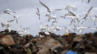 Kawanan burung kuntul putih (babulcus ibis) di kawasan Tempat Pembuangan Akhir (TPA) terpadu di Blang Bintang, Aceh Besar, Aceh, Minggu (11/10/2020). [ANTARA FOTO/Irwansyah Putra] 