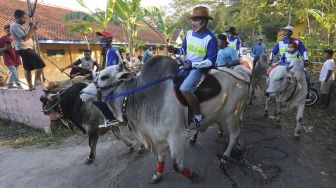 Sejumlah peserta menunggangi sapi saat mengikuti silahturahmi peternak sapi Jawa di Tibayan, Jatinom, Klaten, Jawa Tengah, Minggu (11/10/2020). [ANTARA FOTO/Aloysius Jarot Nugroho]