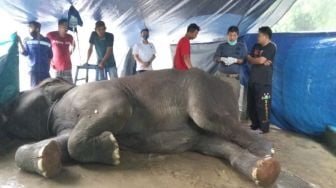 Ya Tuhan! Gajah Betina Berumur 38 Tahun Mati di Kebun Binatang Jambi