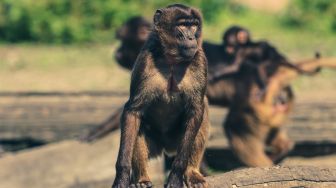 Status Gunung Merapi Siaga, Kawanan Monyet Turun ke Pekarangan Rumah