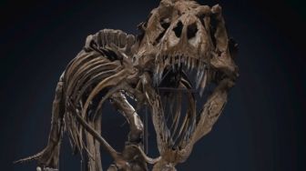 Sempat Menghilang Secara Misterius, Fosil T-rex Termahal Akhirnya Ditemukan