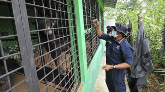 Petugas mengawasi aktivitas seekor beruang madu (Helarctos malayanus) yang dititipkan di Tempat Penyelamatan Satwa (TPS) BKSDA Jambi, Jambi, Senin (12/10/2020). [ANTARA FOTO/Wahdi Septiawan]