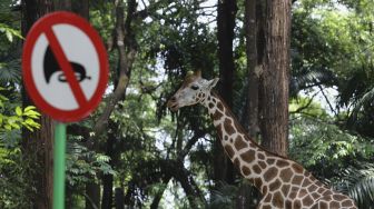 Seekor jerapah berada di kandangnya di Taman Margasatwa Ragunan, Jakarta, Selasa (13/10/2020). [Suara.com/Angga Budhiyanto]