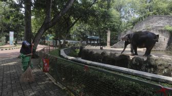 Petugas membersihkan sampah di dekat kandang gajah di Taman Margasatwa Ragunan, Jakarta, Selasa (13/10/2020). [Suara.com/Angga Budhiyanto]