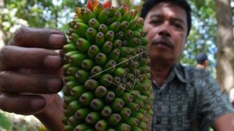 Dulu Makanan Ular Sekarang Diekspor, Pemprov Jabar Dorong Budi Daya Porang