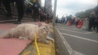 Kucing Ikut Amankan Demo RUU Cipta Kerja, Warganet: Gemoy Banget