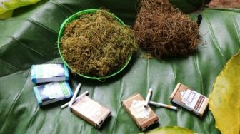 Daun Kering Talas Beneng Pandeglang, Alternatif Tembakau Tanpa Nikotin