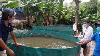 Penjualan Lele di Bali Melonjak di Tengah Pandemi Corona, Kenapa?