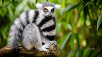 Temukan Lemur yang Dicuri, Bocah 5 Tahun Gratis Masuk Bonbin Seumur Hidup