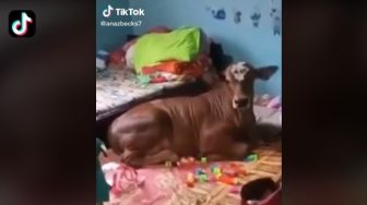 Viral Sapi Kabur Masuk Rumah Warga, Malah Asyik Rebahan di Atas Kasur