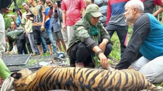 Harimau Sumatera Betina Terjerat Perangkap, BKSDA Lakukan Upaya Ini