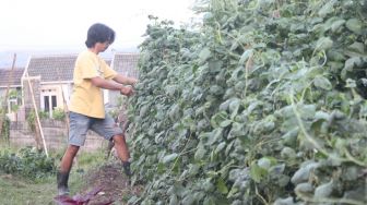 Bertani di Semak Belukar, Kelompok Pemuda ini Bagikan Sayur Gratis