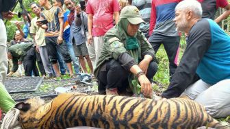 Harimau Sumatera Terjerat Perangkap Babi, Warga Minta Ini ke Petugas BKSDA