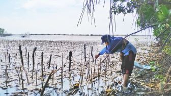 Cegah Abrasi, Mahasiswa KKN UIN Walisongo Tanam Mangrove di Pesisir Demak