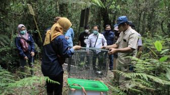 Satwa Dilindungi Dilepasliarkan ke TWA Danau Sicike-cike