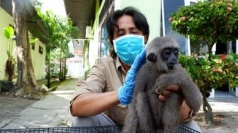 Sebelum Dilepasliarkan, Ungko Sitaan Polda Sementara Dipelihara BBKSDA