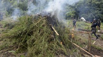 Petugas Badan Narkotika Nasional Provinsi Aceh bersama TNI dan Polri memusnahkan tanaman ganja dengan cara di bakar saat operasi narkotika di perbukitan Gunung Seulawah, Kecamatan Seulimum, Kabupaten Aceh Besar, Aceh,  Kamis (22/10/2020). [ANTARA FOTO/Ampelsa]