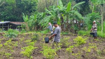 Wujudkan Ketahanan Pangan, BUMDes Guwosari Kembangkan Lahan Pertanian Alami