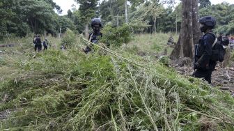 Kejar Buronan hingga ke Sumut, Bareskrim Temukan 3 Hektare Ladang Ganja