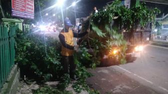 Jelang Musim Hujan, Warga Palembang Harus Waspadai Pohon Tumbang