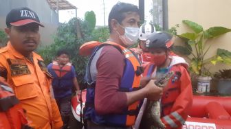 Banjir Mulai Surut, Biawak dan Ular Berkeliaran di Griya Cimanggu Bogor