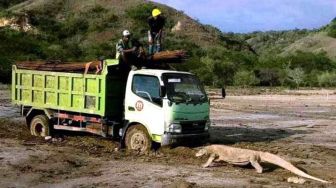 Viral Foto Komodo Hadang Truk Proyek 'Jurassic Park': Save Komodo!