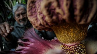 Pemilik rumah, Iswara (82) menunjukan sebuah bunga bangkai raksasa jenis Amorphophallus paeoniifolius yang mekar di pekarangan rumahnya di Arcamanik, Bandung, Jawa Barat, Senin (26/10/2020). [ANTARA FOTO/Raisan Al Farisi]