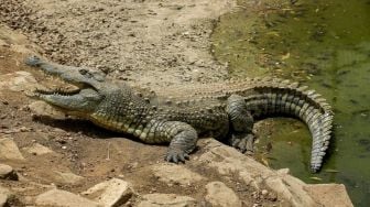 Buaya Purba Berusia Enam Juta Tahun, Berenang dari Afrika ke Spanyol