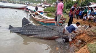 Hiu Tutul Terdampar di Pesisir Pessel, Nelayan: Kondisinya Sudah Sakit