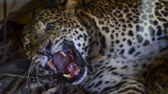 Warga Kawah Putih Digegerkan Temuan Macan Tutul yang Terluka