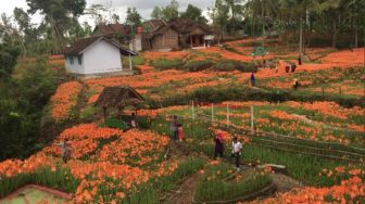 Kembali Mekar, Kebun Bunga Amarilis di Wonosari Siap Dikunjungi Wisatawan