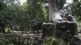 Pengunjung melihat gajah di Taman Margasatwa Ragunan, Jakarta, Kamis (29/10/2020). [Suara.com/Angga Budhiyanto]