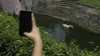 Pengunjung mengambil gambar harimau putih di Taman Margasatwa Ragunan, Jakarta, Kamis (29/10/2020). [Suara.com/Angga Budhiyanto]