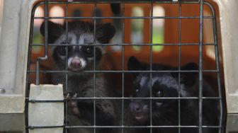 Dua ekor musang berada di dalam kandang usai melakukan vaksinasi rabies dan pemeriksaan kesehatan hewan peliharaan secara gratis di RPTRA Taman Mandala, Tebet, Jakarta, Sabtu (31/10/2020). [Suara.com/Angga Budhiyanto]