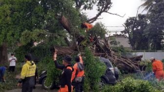 4 Pohon Tumbang Dalam Sehari di Bogor, Diduga Ini Penyebabnya