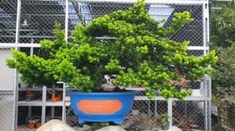 Ngomongin Bonsai, Hal Ini Dianggap Lebih Bernilai Dibandingkan Uang