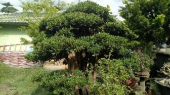 Ternyata Tidak Semua Pohon Bisa Dijadikan Bonsai, Ini Alasan Utamanya