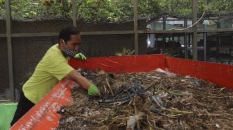 Intip Budidaya Maggot, Ulat Pengurai Sampah Organik
