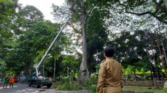 Bima Arya Minta Warga Hindari Jalan dengan Pohon Penghijauan saat Hujan