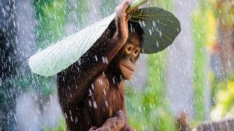 Serasa di Puncak, Beberapa Wilayah Riau Bersuhu 23 Derajat karena Hujan