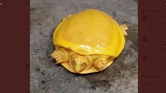 Menggemaskan, Kura-kura Langka Ini Mirip Lelehan Keju