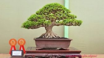 Di Riau, Ini Penampakan Bonsai yang Paling Dicari, Berbunga Harum