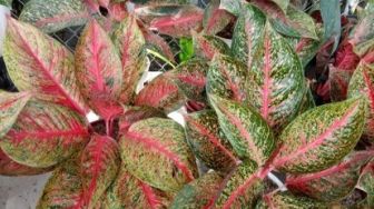 Murah Kok, Aglonema Cantik Ini Cuma Dihargai Rp 5 Juta