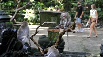 Wisatawan mengamati kera ekor panjang (Macaca fascicularis) saat mengunjungi Monkey Forest Ubud, Gianyar, Bali, Kamis (5/11/2020).  [ANTARA FOTO/Fikri Yusuf]