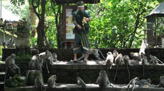 Petugas memberi makan kera ekor panjang (Macaca fascicularis) di Monkey Forest Ubud, Gianyar, Bali, Kamis (5/11/2020).  [ANTARA FOTO/Fikri Yusuf]